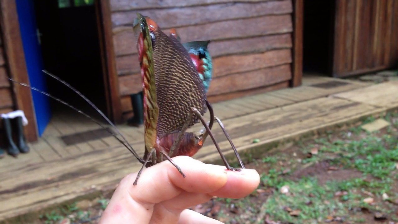 Un insecte dévoile des couleurs dignes d'un paon!