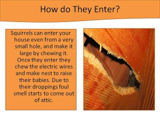 How to Get Rid of Squirrels in Attic?