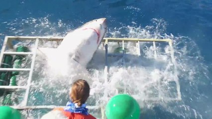 Un requin blanc entre dans une cage anti-requin
