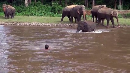 Un éléphant sauve un homme de la noyade