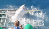 Un Grand Requin Blanc entre dans une cage de plongeurs