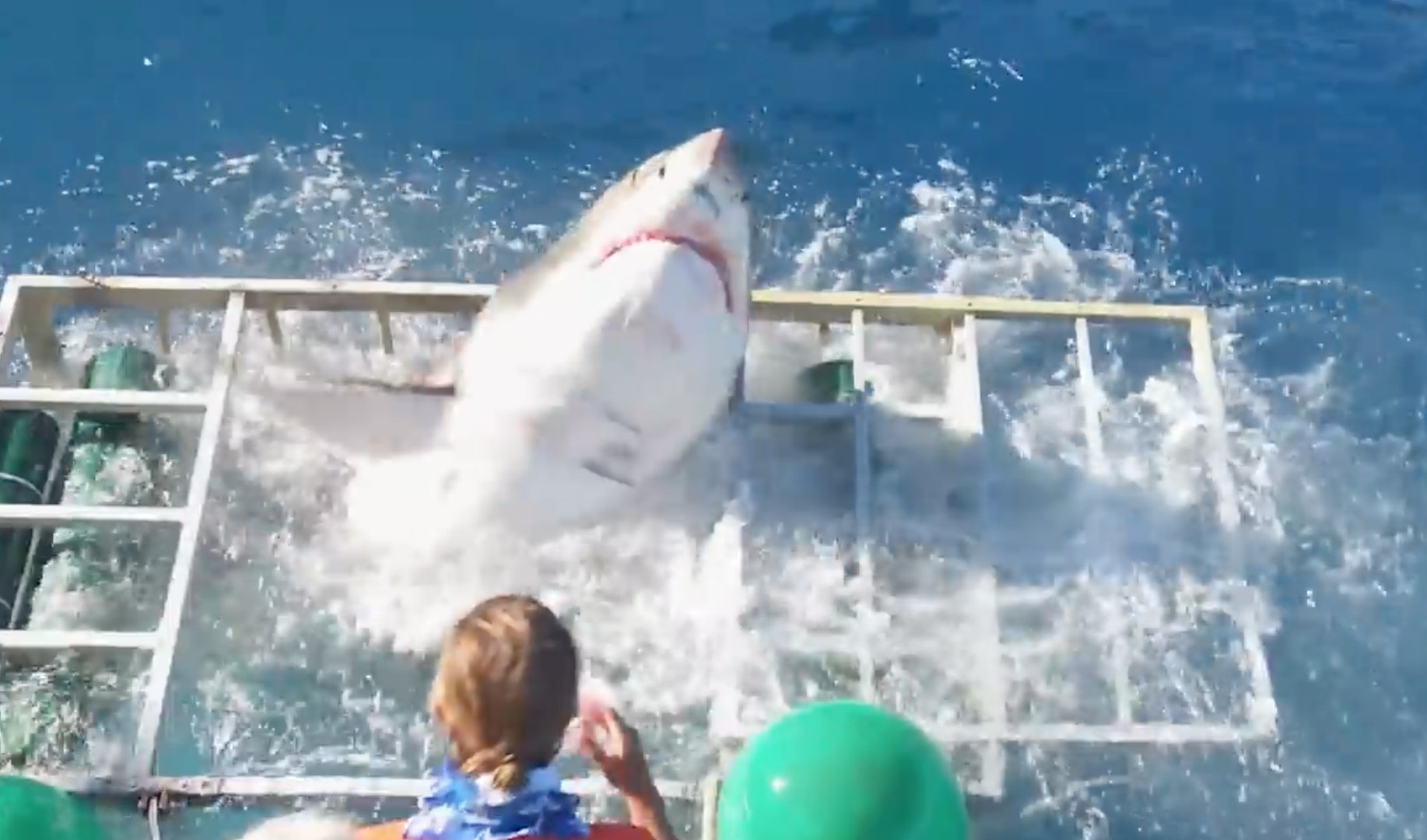 Un Grand Requin Blanc entre dans une cage de plongeurs - Vidéo Dailymotion