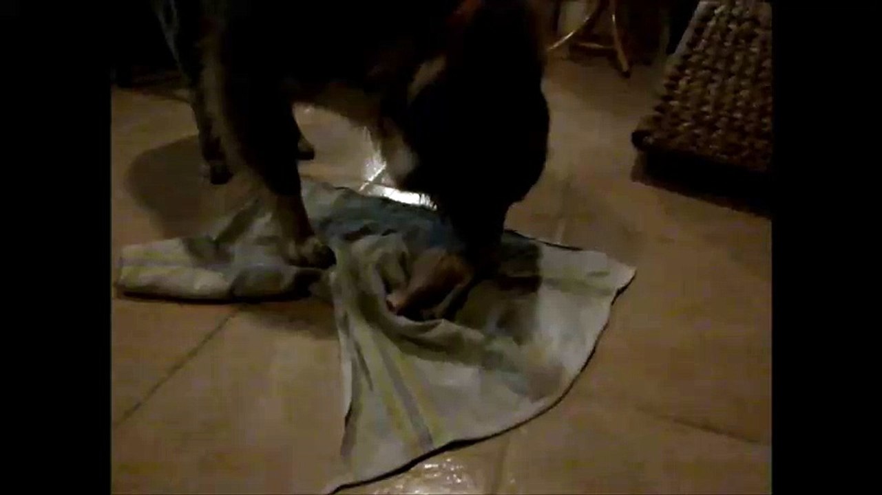 1er os charnu pour mes chiennes