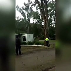 Un couple fait abattre un arbre de peur qu’il ne tombe sur leur mobil-home