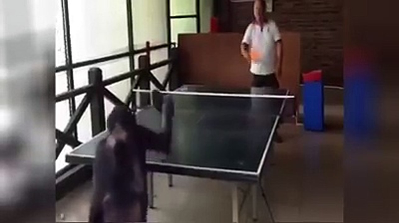 Chimpanzé impressiona ao jogar ténis-de-mesa e ainda goza quando ganha "ponto"
