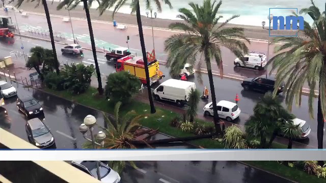 Intempéries: un palmier s'effondre sur la Promenade des Anglais
