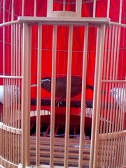 họa mi hót đấu hay