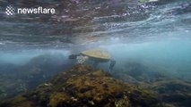 Green sea turtle struggles in strong stream