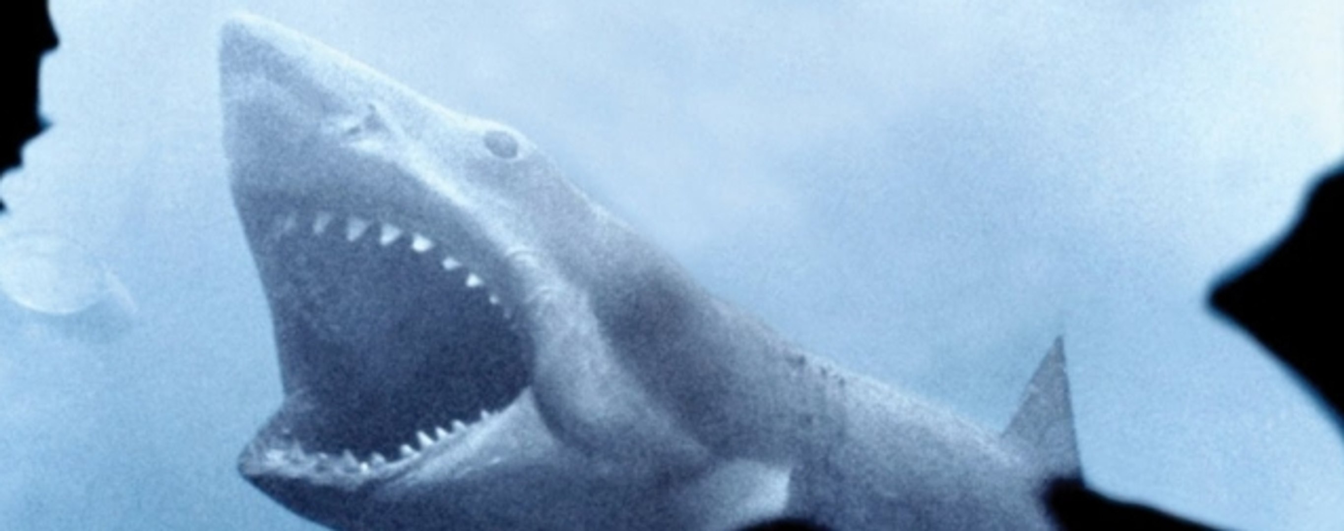 CAGE DIVE Trailer (2016) Shark Found Footage Horror Movie - Vidéo ...