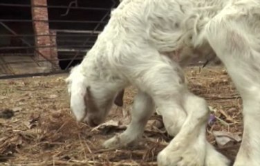 Altı Toynaklı Kuzu Görenleri Hayrete Düşürüyor