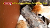 Cats And Dogs Friends Forever Compilation P1