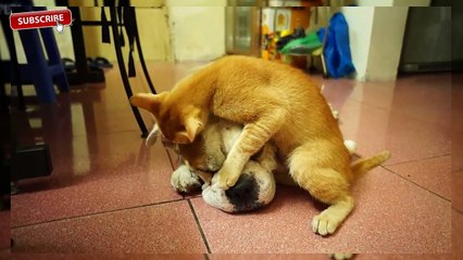 Tips to introducing a new cat to other cats and dogs  !