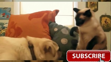 Animale Cat Vs Dog - You Shall Not Pass, Dog