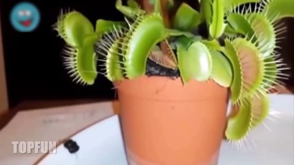 Funny videos 2016 - Stupid people doing stupid things - Replay 100 times still Funny