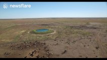 Huge herd of cows filmed by drone in the Australian outback