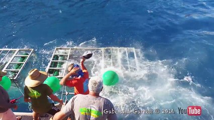 Pris de panique, un grand requin blanc s'introduit dans la cage d'un plongeur