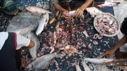 Amazing Fish Cutting and processing