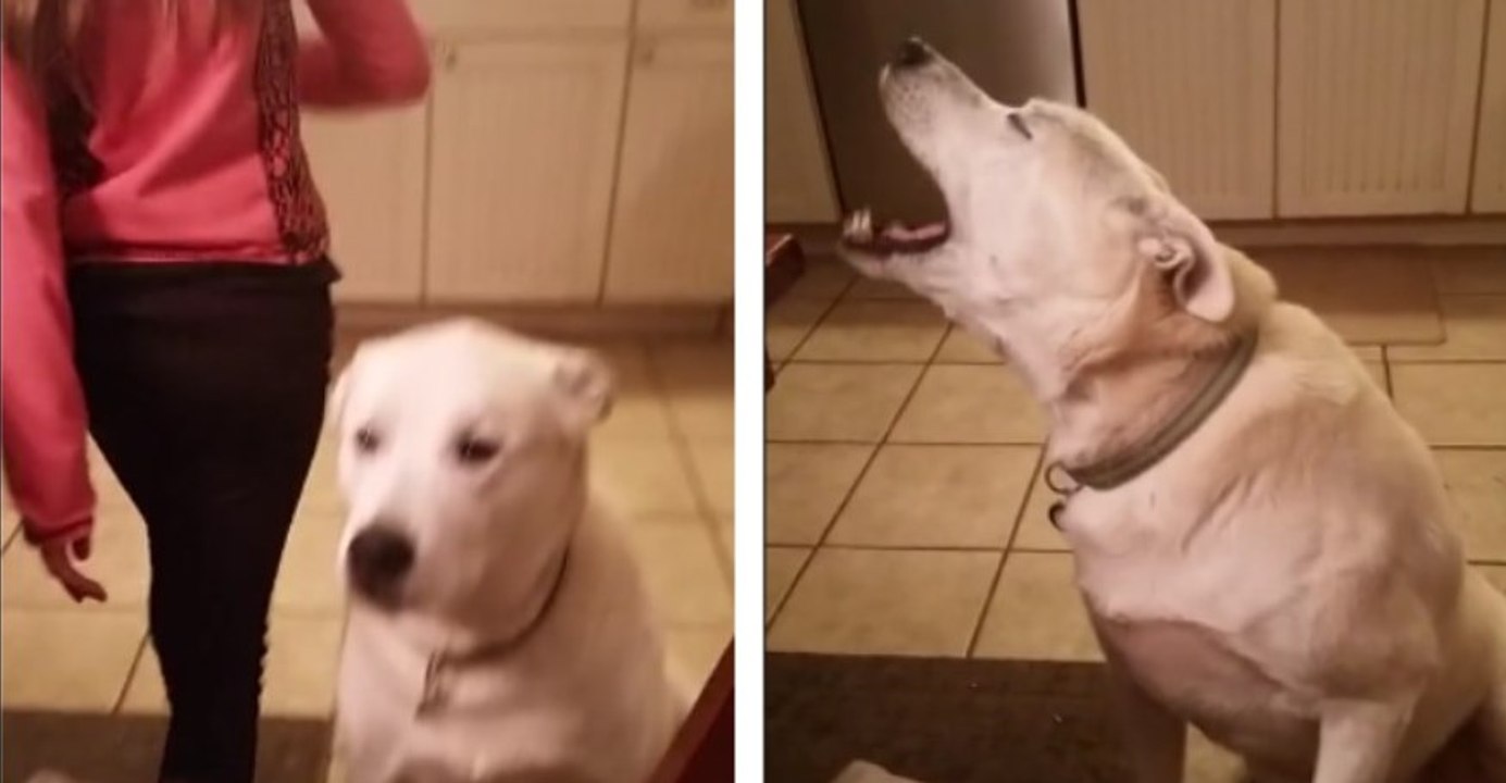 Cerca di parlare con il suo cane e lui risponde! Ecco la conversazione più esilarante della storia