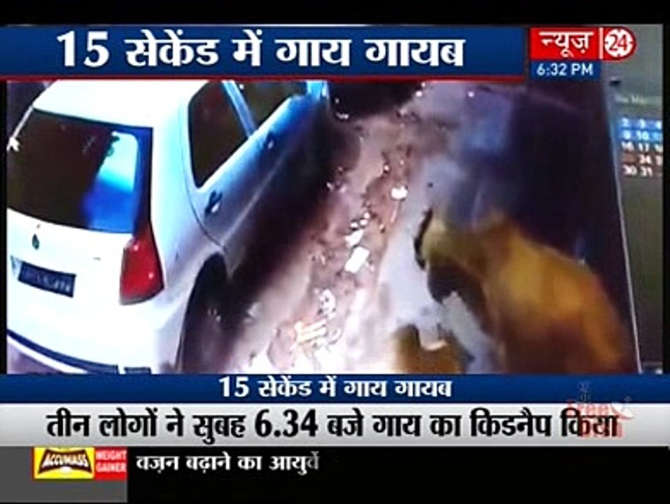 CCTV Footage revealsThieves stealing cows in India..by forcing them into the back seat of car
