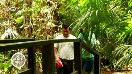 Descargar video: Wilde Tiere in Gefahr - Artenschutz in Belize | Global 3000