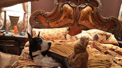 Patient Great Dane tolerates cat on catnip