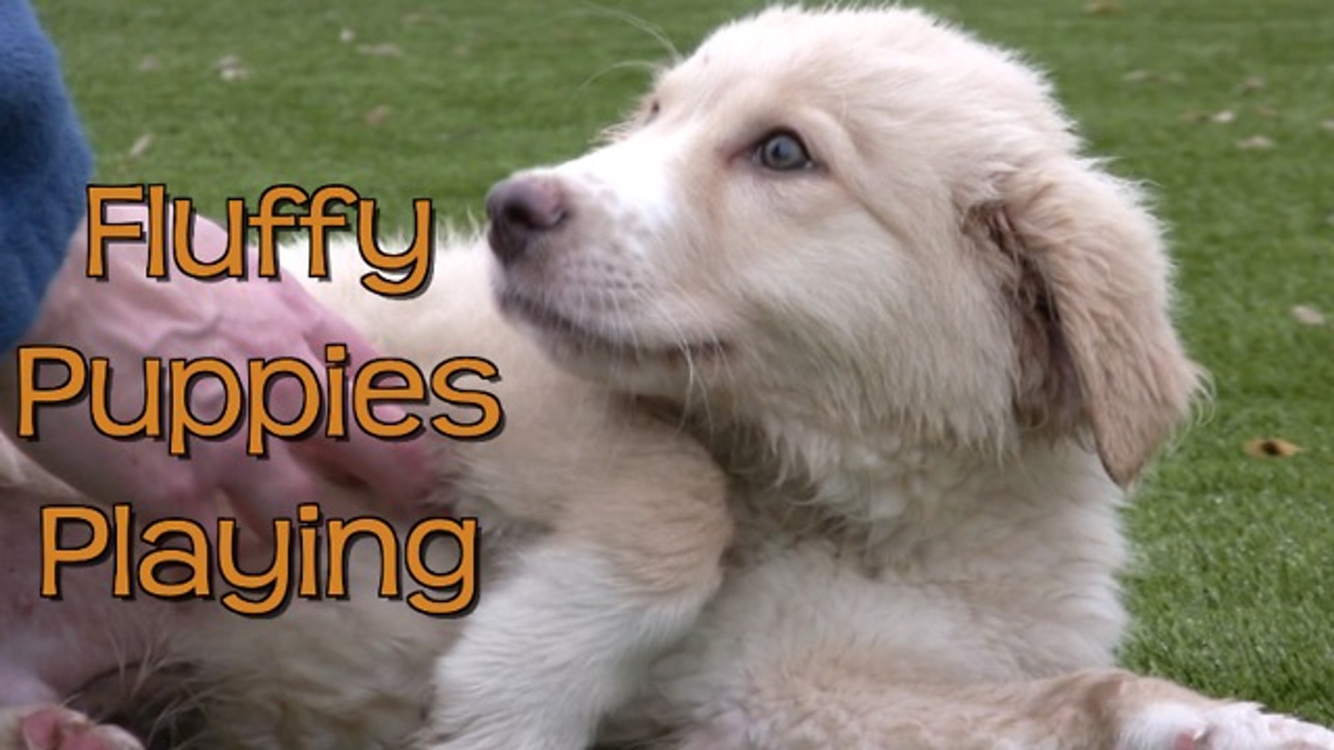 ⁣Great Pyrenees puppies play at animal shelter