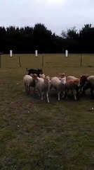 Lamia du Phoenix Ardent, bouvier australien sur troupeau