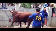 New Qurbani, funny Qurbani, funny Video,cow qurbani latest 2016