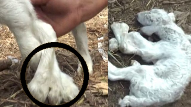 Mutant Lamb with Six Feet and Deformed Leg Born In China