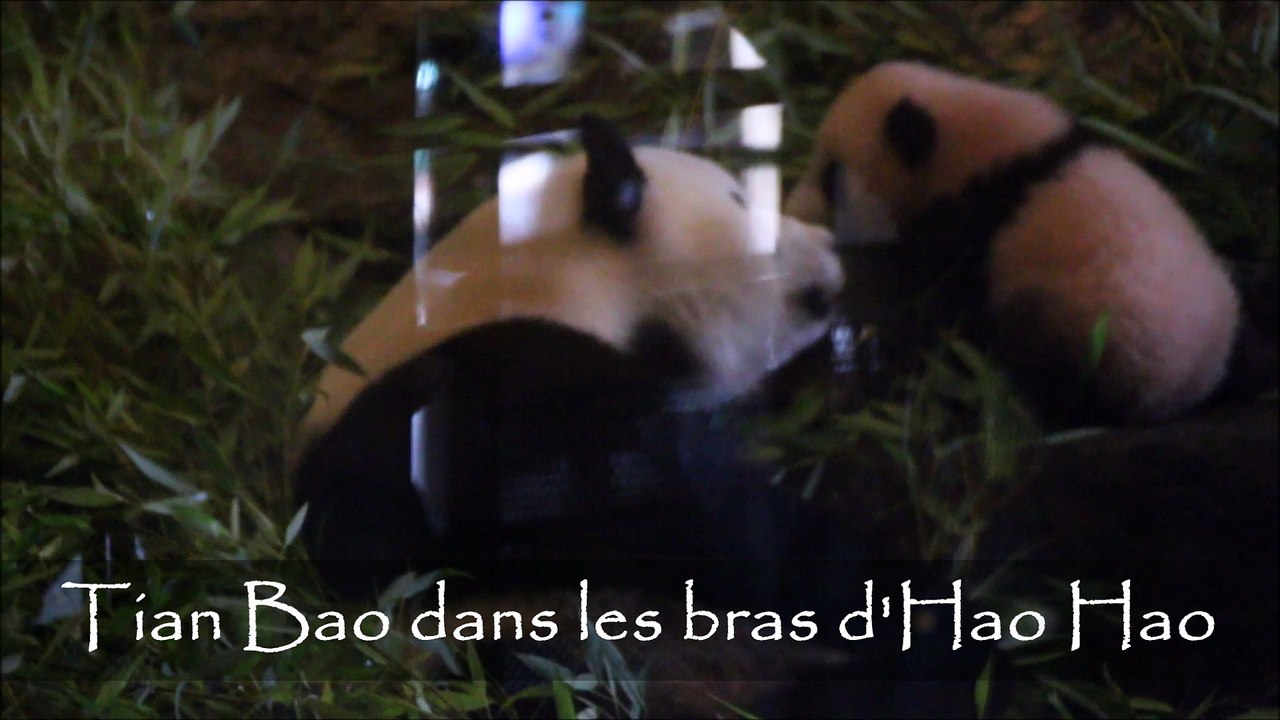 Tian Bao dans les bras de Hao Hao sa maman