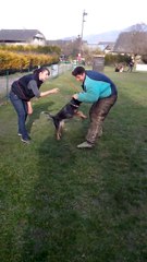 Wild Willow's Niala Njut entrainement Ring (Elevage du Phoenix Ardent)