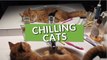This Collection Of Cats Chilling Is Why You Love These Pets!