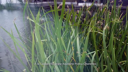 Caisse d'Épargne, , vous être utile - #06 L'offre Responsable