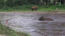 Alors qu'il se noie, un éléphant va venir le sauver!