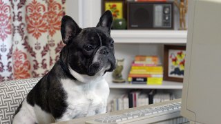 Online Shopping - #027 Ask Frank: Advice for Dogs. By a Dog.