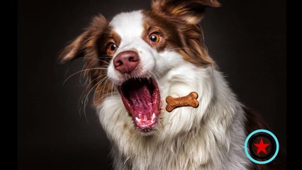 les chiens de Christian Vieler