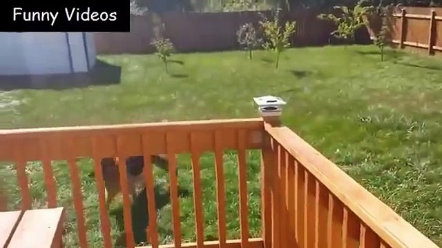 Funny Babies Playing With Dog Funny Dog And Baby Videos - Dog & Babies Funny Videos