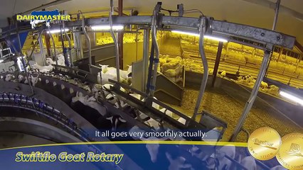 Kambing Dan Sapi Diperah Menggunakan Mesin Dan Alat Canggih