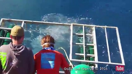 Vea cómo un hombre salvó su vida  de un tiburón