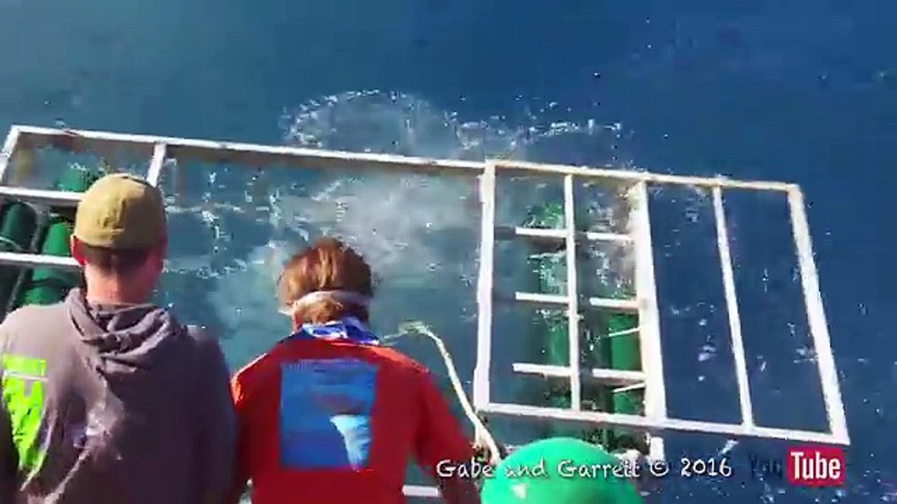 Vea cómo un hombre salvó su vida  de un tiburón