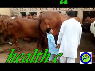 Mashallah Beautitul pakistani bull For Qurbani