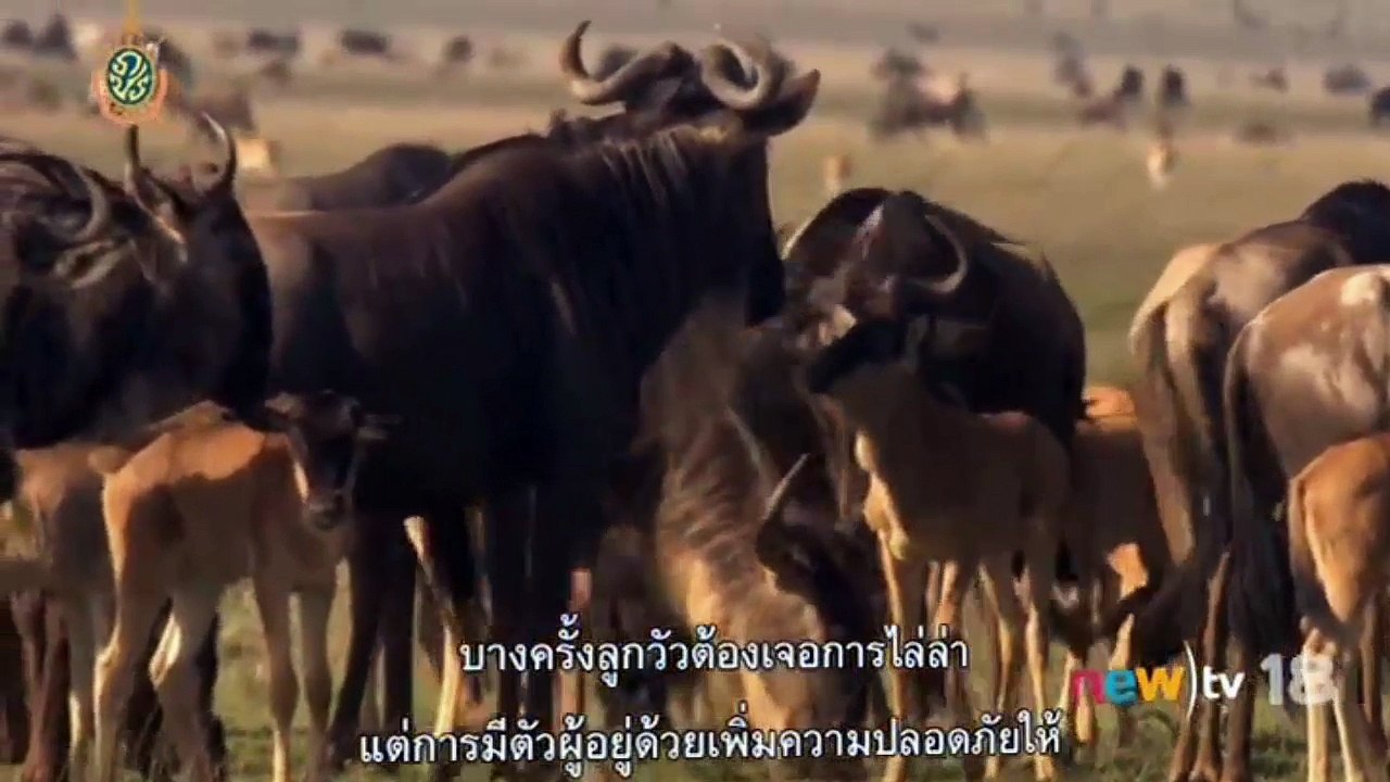 สารคดี ผจญภัยฝูงวัวป่าวิลเดอบีสต์ นับล้านตัว พากษ์ไทย HD