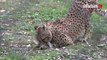 Comment le zoo de Thoiry fait sprinter ses guépards