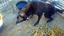 Piatra Neamt dogs