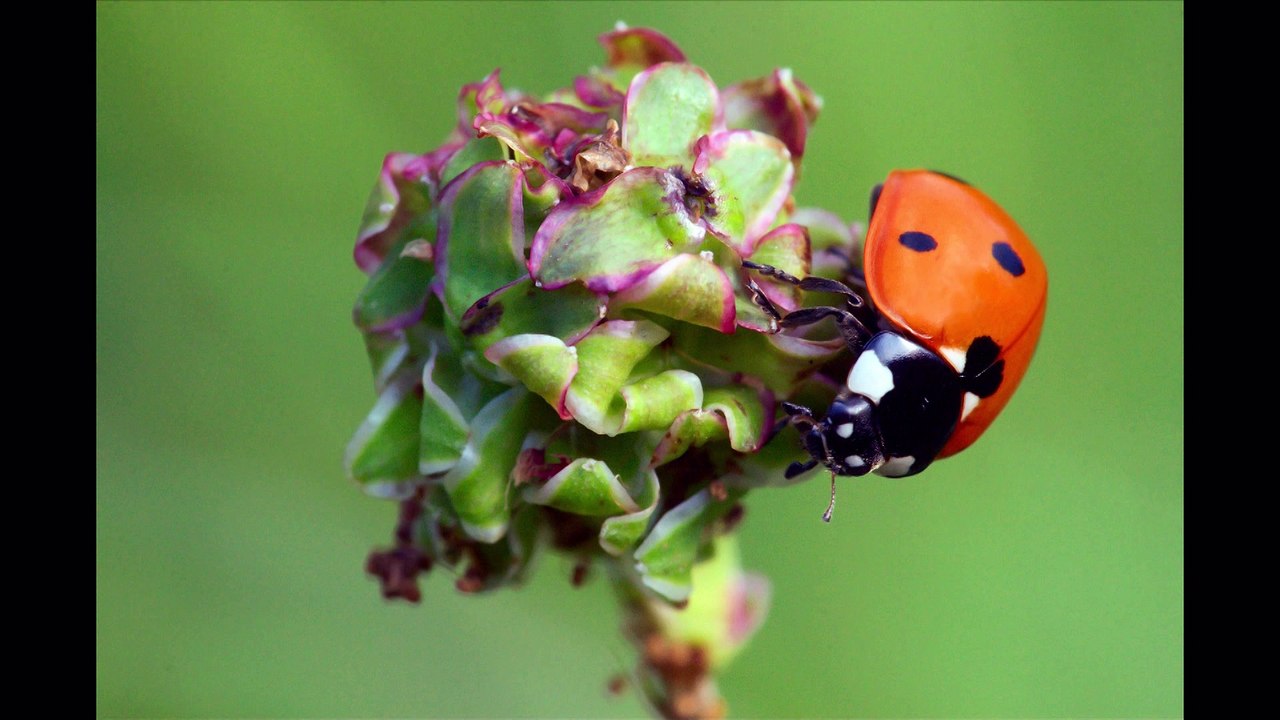 Naturamarche2