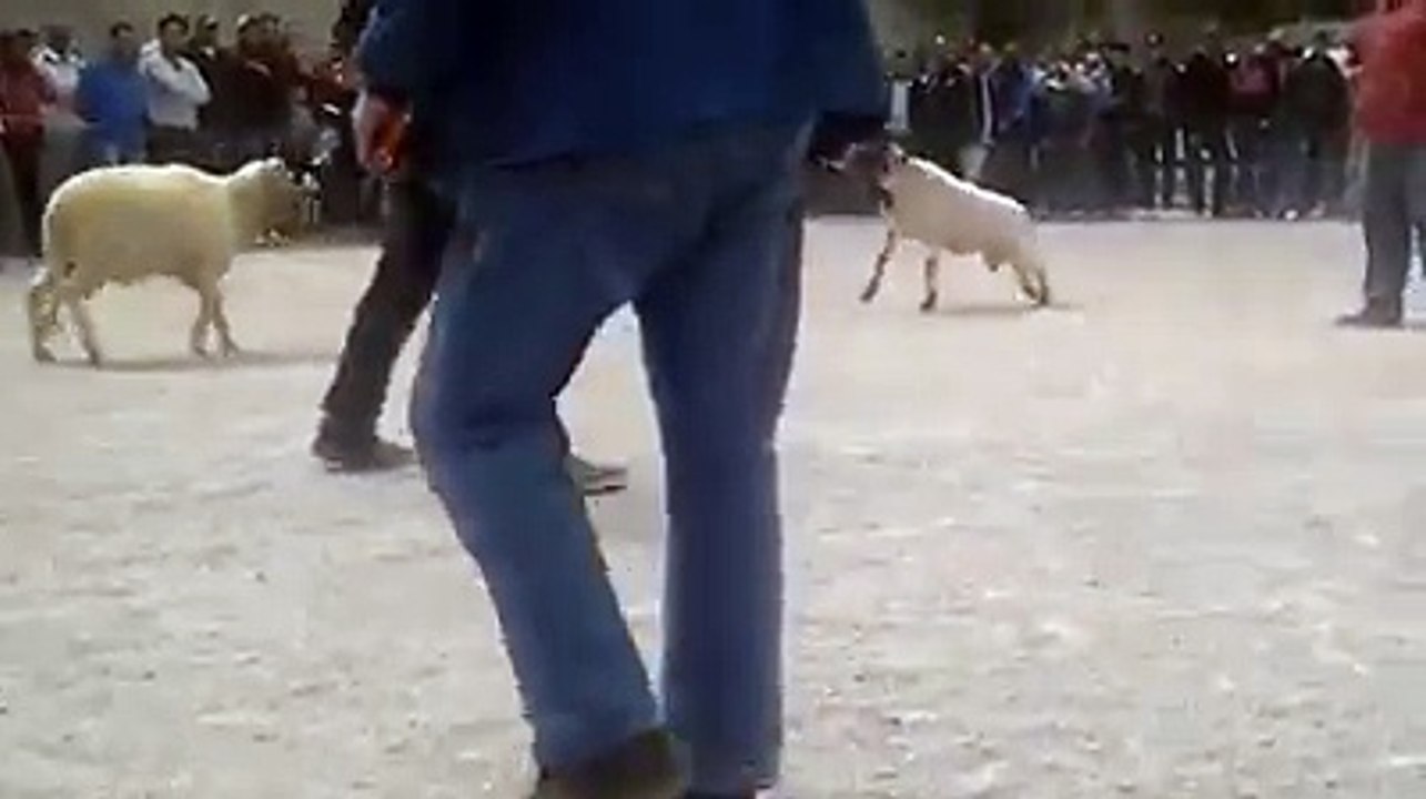 sheep fighting in Arab country