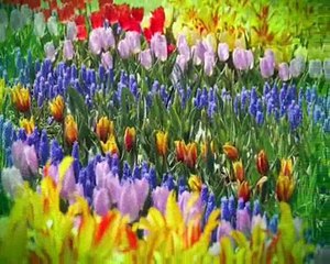 SİBEL CAN LALE DEVRI