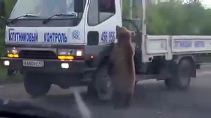 Yolda arabaları durdurup yiyecek isteyen ayı :)