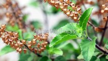 BENEFITS OF TULSI IN HINDI / तुलसी के फायदे