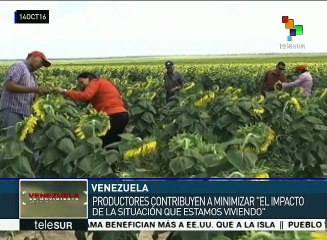 Venezuela: buscan cubrir 30 mil hectáreas de sembradíos en Anzoátegui